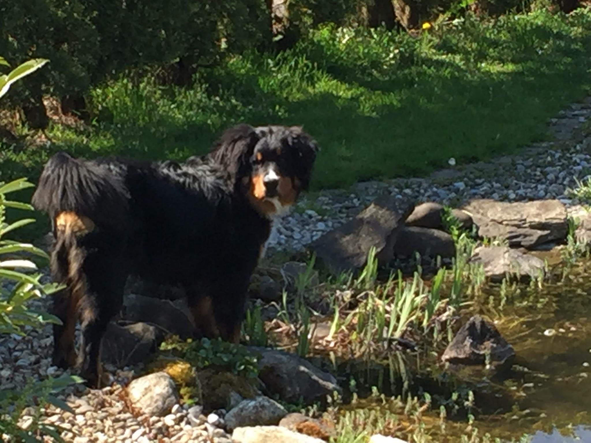 Urlaub mit Hund im Ötztal
